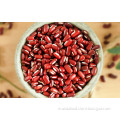 Phaseolus Calcaratus/Red Phaseolus Beans